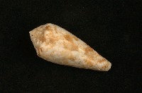 藏品(木下芋螺)的圖片
